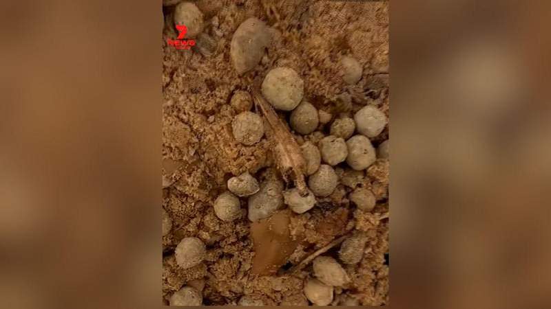 So called 'poo balls' have been washing up along Sydney's iconic beaches.@7news/YouTube