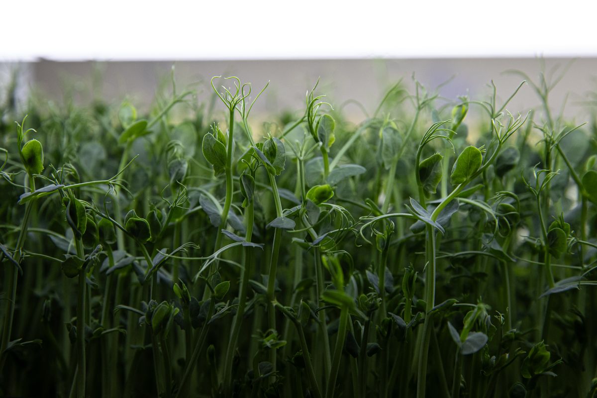 JAKARTA, INDONESIA - OCTOBER 31: A detail view of pea shoot microgreens at Sayur Mini farm on October 31, 2025 in Jakarta, Indonesia. Vertical farming allows for continuous production year-round while minimizing environmental impact by using less water, land, and eliminating pesticides. These systems rely on automated controls for light, nutrients, temperature, and humidity to create ideal growth conditions. In Indonesia, Ladang Farm in Cilandak, South Jakarta, is the country's tallest vertical hydroponic farm, rising 18 meters high. It grows roughly 33,000 plants—such as lettuce, Thai basil, Italian basil, mint, and perilla—and produces up to two tons of vegetables each month. The produce is supplied to hotels, supermarkets, and restaurants across Jakarta and available for purchase at the farm or via delivery. Sayur Mini is an agritech company enhancing microgreens, such as broccoli, radish, pea shoots, mustard, and choi sum. Microgreens believed have incredible nutrients with high concentrated sources of vitamins, minerals, antioxidants and often used as garnishes drinks, salad dressings, sandwich toppings, and juice. (Photo by Robertus Pudyanto/Getty Images)