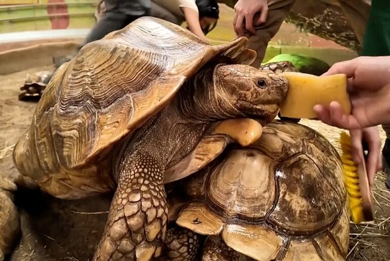 Video. Hungary: Wellness day for endangered tortoises at Nyíregyháza Zoo