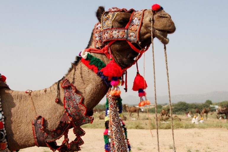 Camel Beaty Festival: ‘Camel Kardashians’: 20 camels disqualified for Botox, fillers and cosmetic surgery at Oman’s camel beauty festival
