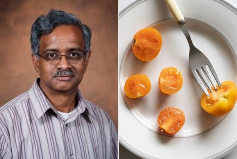 Scientists develop vitamin A-enriched tomato