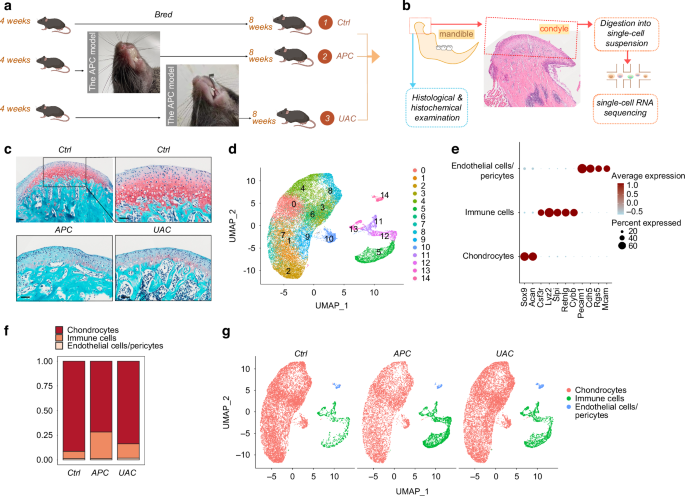 Single-cell transcriptional atlas reveals distinct immune-chondrocyte crosstalk mechanisms in temporomandibular joint osteoarthritis induced by different types of occlusal disorder