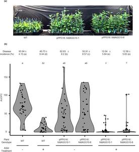 Editing for timing, not overdrive: A new genetic route to fire blight resistance in apple