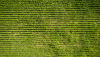 corn crop aerial_adobe stock.png