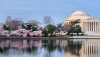 cherry blossoms cherry trees washington dc_adobe stock.png