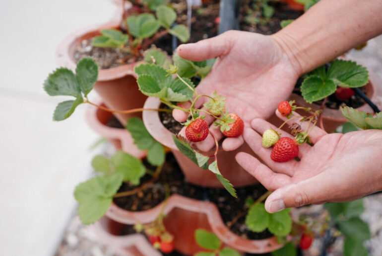 How little we know about our food would surprise you. UC scientists are working to change that — and improve health outcomes across the nation