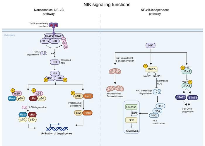 NIK Signaling Functions Through Non-Canonical NF-κB Pathway and NF-κB-Independent Pathways