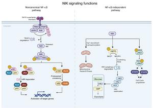 New review elucidates the dual regulatory role of the kinase NIK in immunity and autoimmunity