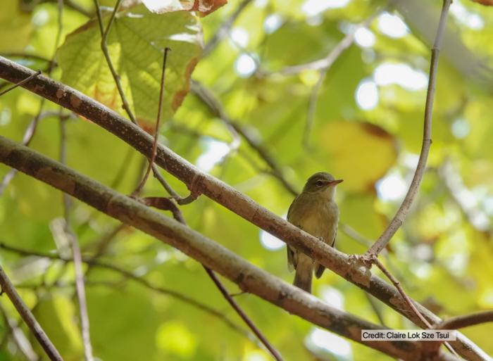 Seychelles Warbler
