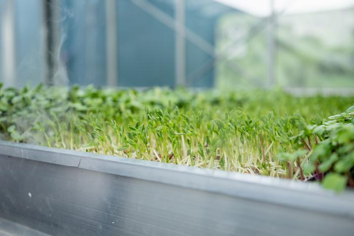 Vitamin B12 pea shoots