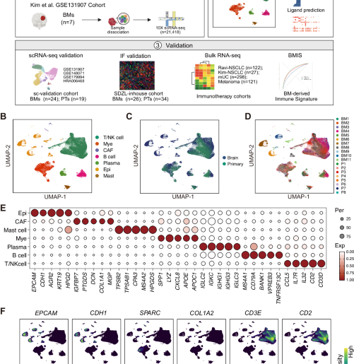 Identification of altered immune landscape at single-cell resolution in NSCLC brain metastasis and its association with poor immune checkpoint inhibitor responses