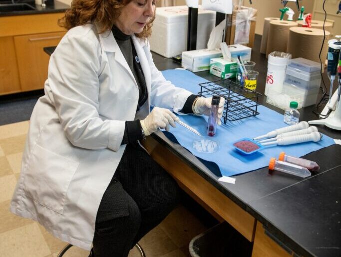 Maine’s wild blueberries deliver more than tradition. Research proves they support health.  - UMaine News