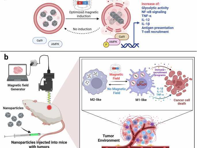 Lysosomal magneto-mechanics rewire immunity