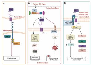 CD47 emerges as a central immune regulator in liver and gastrointestinal diseases