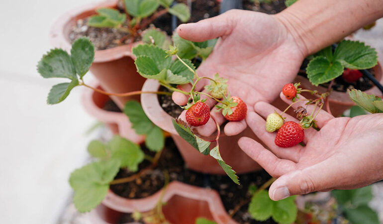 Hands holding strawberries