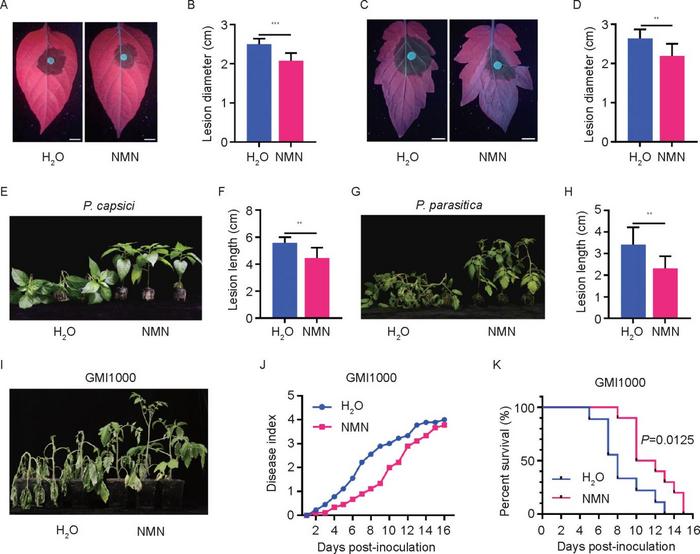 Fig. 3. Nicotinamide mononucleotide (NMN) enhances disease resistance in tomato and pepper plants.