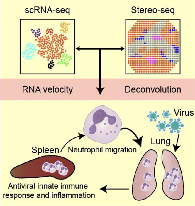 Working model demonstrated a spleen-to-lung neutrophil axis in antiviral defense through single-cell spatiotemporal mapping