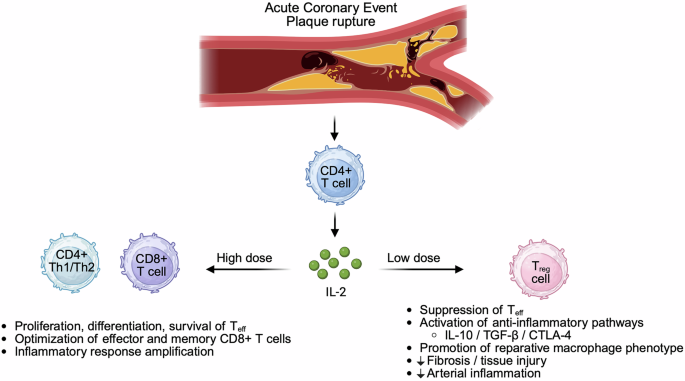 Arterial inflammation after myocardial infarction: regulating the immune system