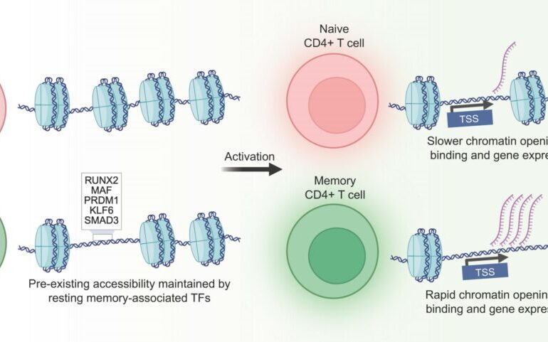 Single-Cell Study Reveals How Immune Memory Cells Remember Threats