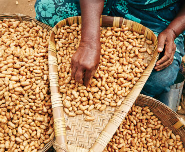 Peanuts, which are used to make mbala pinda, are sorted to reduce aflatoxin risk.