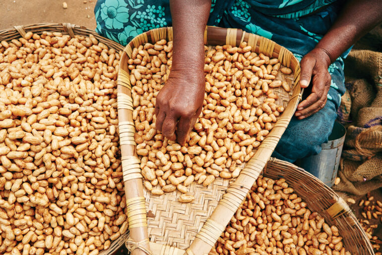 Peanuts, which are used to make mbala pinda, are sorted to reduce aflatoxin risk.