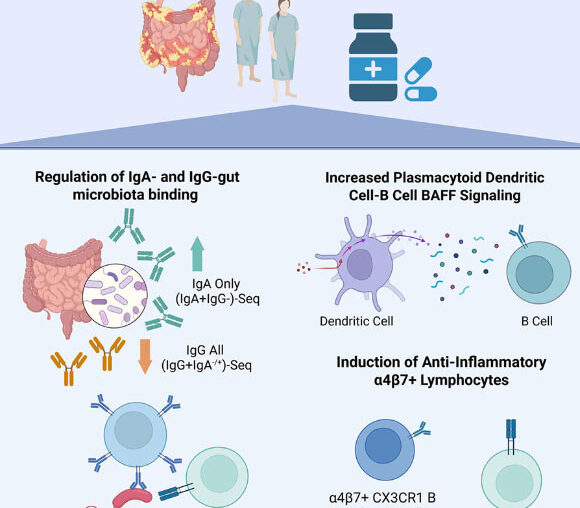 Gubatan et al. demonstrate that vitamin D promotes immune tolerance to gut microbiota in patients with inflammatory bowel disease. Image credit: Gubatan et al., doi: 10.1016/j.xcrm.2026.102703.