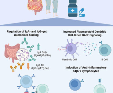 Gubatan et al. demonstrate that vitamin D promotes immune tolerance to gut microbiota in patients with inflammatory bowel disease. Image credit: Gubatan et al., doi: 10.1016/j.xcrm.2026.102703.