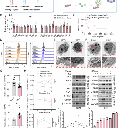 Targeting the PSMD14-BCKDK pathway overcomes immune suppression and enhances CAR-NK infiltration in glioblastoma