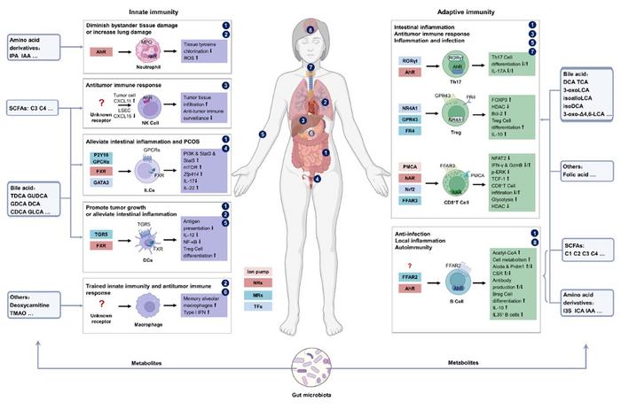 Interactions between gut microbial metabolites and host immune cells