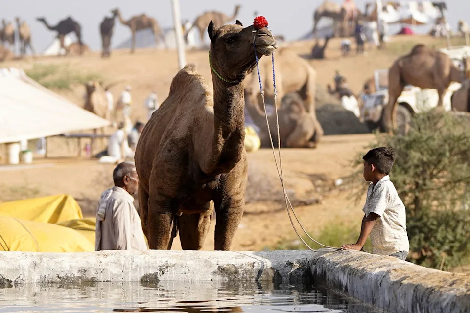 A view from the annual Camel Fair in Pushkar, India, in 2025.Credit: Himanshu Sharma/NurPhoto via Getty