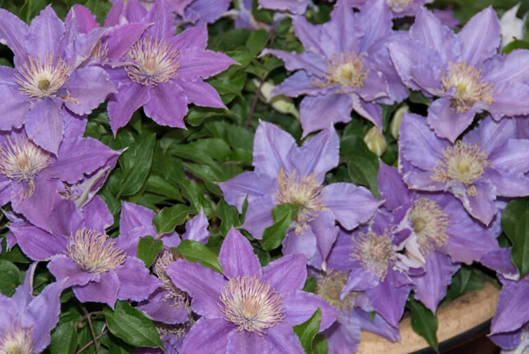 The beauty of dwarf clematis for the smaller garden