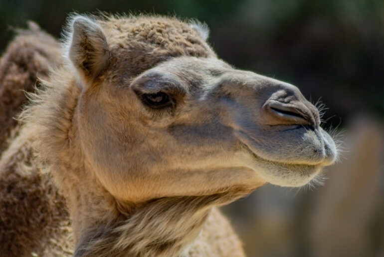 20 Camels Disqualified From Beauty Contest in ‘Hump Inflation’ Scandal