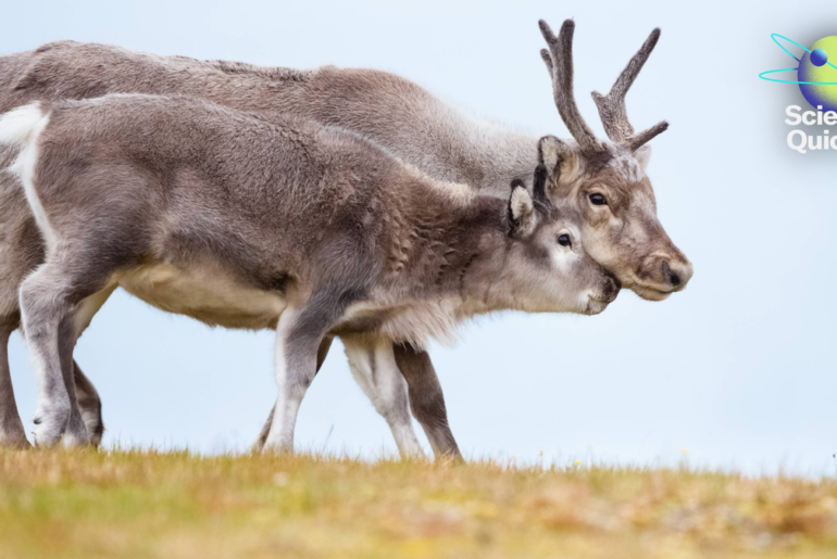 Women’s heart health, Artemis update, female reindeer antlers mystery