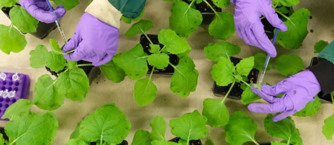 Resurrect Bio brings plant immunity back to life with AI‑driven gene editing