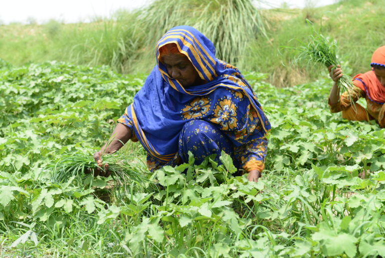 Sowing the Seeds of Better Nutrition in Pakistan