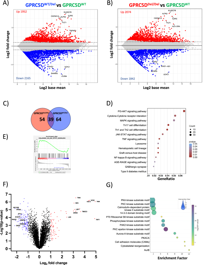 Fig. 2: Transcriptomic and phosphoproteomic landscape of GPRC5DWT and deficient models.
