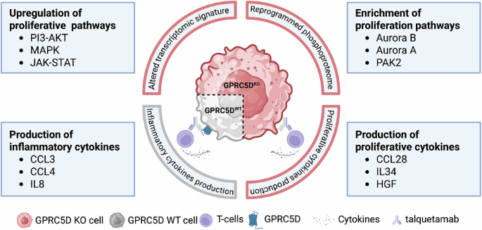 Loss of GPRC5D enhances the proliferative capacity and competitive fitness of myeloma upon anti-GPRC5D immunotherapy