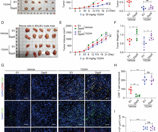 DPP9 inhibition boosts antitumor immunity by disrupting BRISC-mediated PD-L1 expression in clear cell renal cell carcinoma