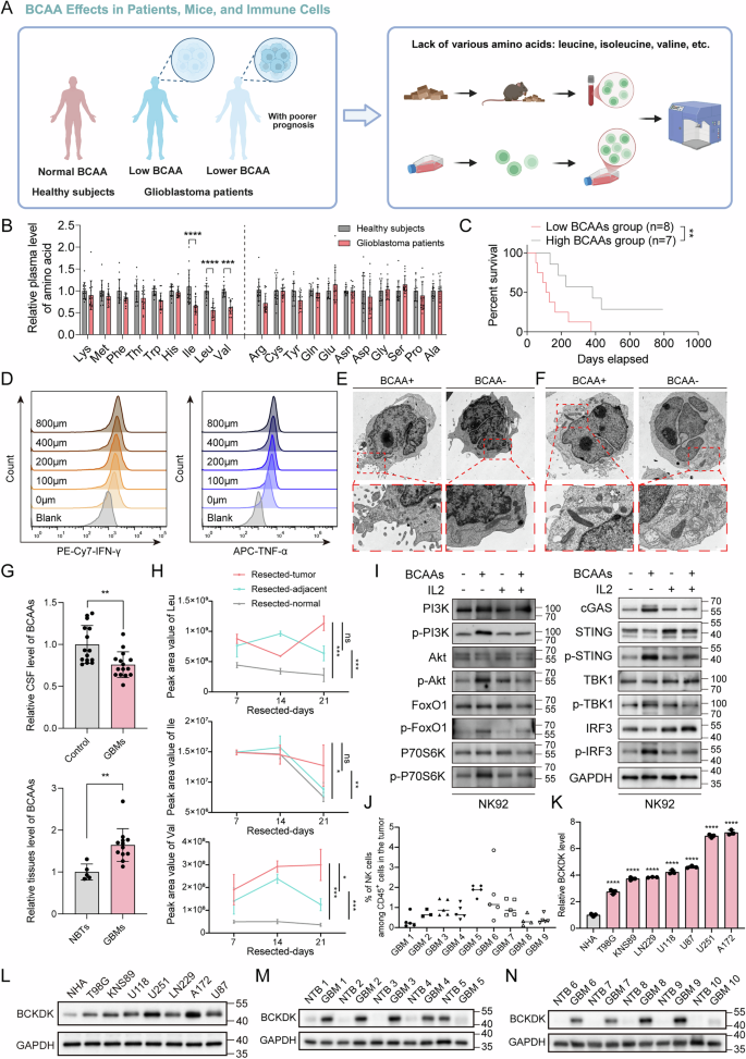 Fig. 1: GBM cells outcompete NK cells for BCAA to impair NK cell function.