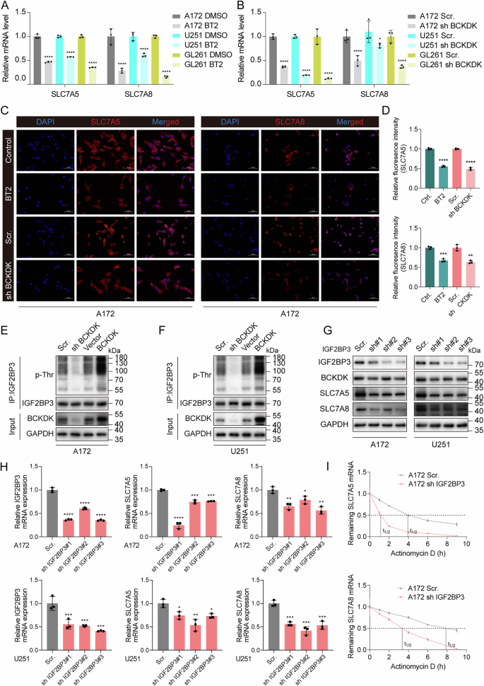 Fig. 2: BCKDK regulates BCAA transporter expression in GBM via IGF2BP3.