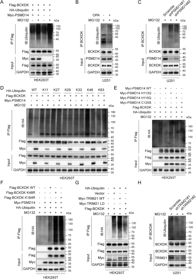 Fig. 4: PSMD14 stabilizes BCKDK by deubiquitination.