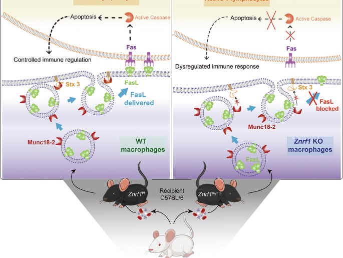 ZNRF1 deficiency disrupts Fas ligand trafficking and immune balance