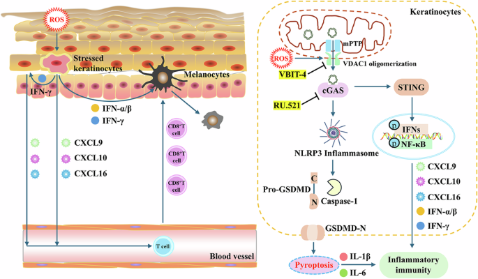 Mitochondrial DNA release via VDAC1 in keratinocytes: a key driver of innate immunity and vitiligo pathogenesis