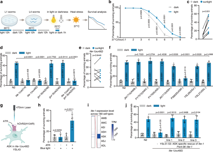Light sensing enhances thermotolerance and competitive fitness via serotonergic signaling in an eyeless organism