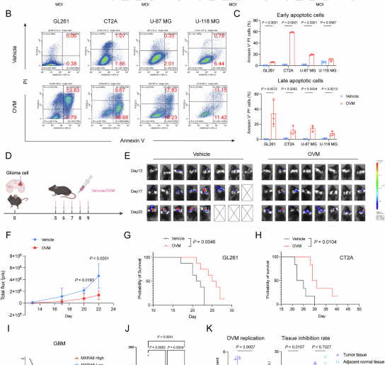 Oncolytic virus M1 reinvigorates CD8+ T-cell immunity against glioblastoma through B-cell-dependent antigen cross-presentation in the spleen