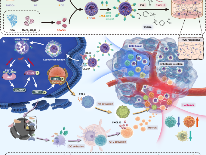 Neoantigens combined with in situ cancer vaccination induce personalized immunity and reshape the tumor microenvironment