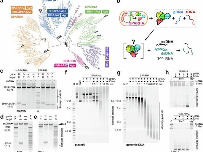 Argonaute-HNH filaments triggered by invader DNA confer bacterial immunity