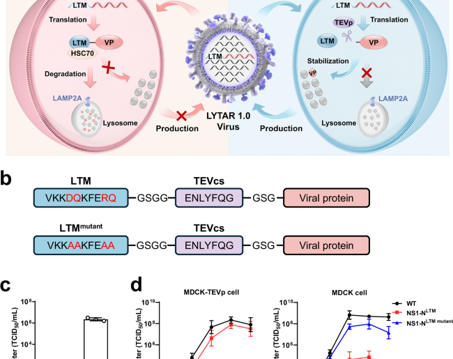 Lysosome-targeting live attenuated influenza vaccines elicit robust and broad immunity in mice