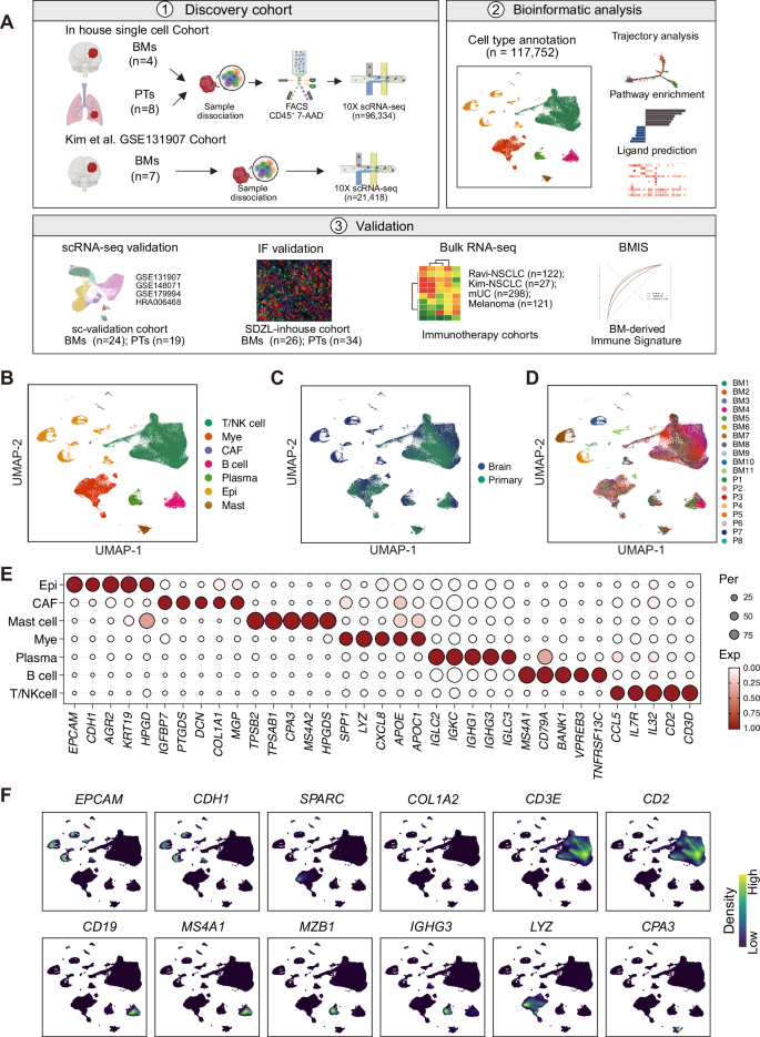 Fig. 1: Single-cell RNA-seq profiles of PT and BM NSCLC samples.