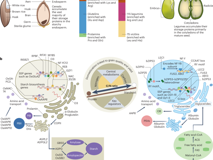Cereal protein biofortification at the interface of nutrition, yield and sustainability